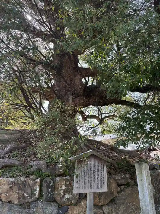 青蓮院門跡の{uncategorized: "未分類", other: "その他", undefined: "問題あり", building: "その他建物", grave: "お墓", sacred_gate: "鳥居", guardian: "狛犬", statue: "像", buddha: "仏像", history: "歴史", nature: "自然", garden: "庭園", animal: "動物", pagoda: "塔", temizu: "手水舎", mountain_gate: "山門・神門", sanctuary: "本殿・本堂", subordinate: "末社・摂社", art: "芸術", scenery: "景色", jizo: "地蔵", ema: "絵馬", goshuin: "御朱印", omikuji: "おみくじ", items: "授与品その他", amulet: "お守り", goshuincho: "御朱印帳", eats: "食事", festival: "お祭り", votive_dance: "神楽", shichigosan: "七五三参", wedding: "結婚式", experience: "体験その他", initially: "初詣", around: "周辺", anti_infection: "感染症対策"}