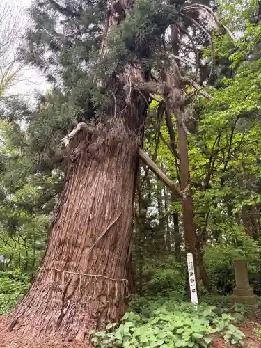 白藤神社の{uncategorized: "未分類", other: "その他", undefined: "問題あり", building: "その他建物", grave: "お墓", sacred_gate: "鳥居", guardian: "狛犬", statue: "像", buddha: "仏像", history: "歴史", nature: "自然", garden: "庭園", animal: "動物", pagoda: "塔", temizu: "手水舎", mountain_gate: "山門・神門", sanctuary: "本殿・本堂", subordinate: "末社・摂社", art: "芸術", scenery: "景色", jizo: "地蔵", ema: "絵馬", goshuin: "御朱印", omikuji: "おみくじ", items: "授与品その他", amulet: "お守り", goshuincho: "御朱印帳", eats: "食事", festival: "お祭り", votive_dance: "神楽", shichigosan: "七五三参", wedding: "結婚式", experience: "体験その他", initially: "初詣", around: "周辺", anti_infection: "感染症対策"}