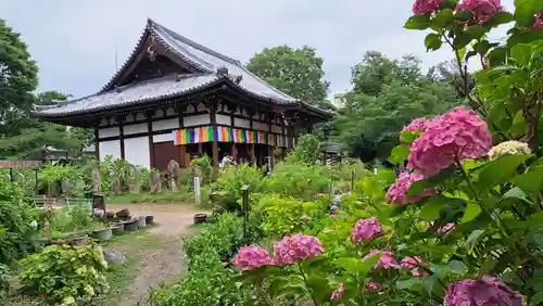 般若寺 ❁﻿コスモス寺❁(奈良県)