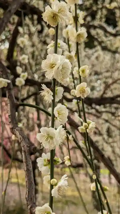 城南宮(京都府)
