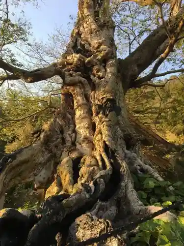 出雲大社の自然