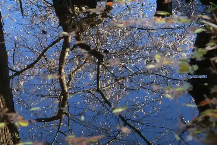 鹿島大神宮の手水舎