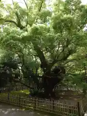 浜松八幡宮(静岡県)