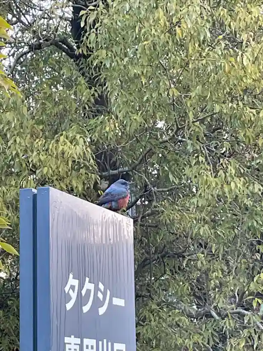 伊勢神宮外宮(豊受大神宮)の動物