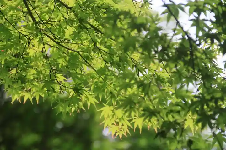 三春大神宮の自然