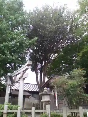 秋葉神社（元秋葉神社）の自然