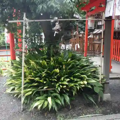 熊野神社のおみくじ