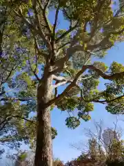 鶴ヶ峰稲荷神社の自然