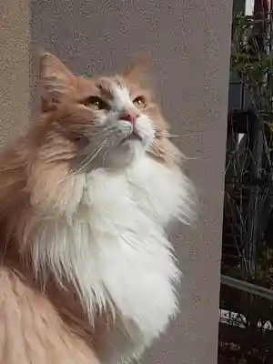 駒込妙義神社(東京都)