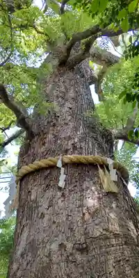 新熊野神社の自然