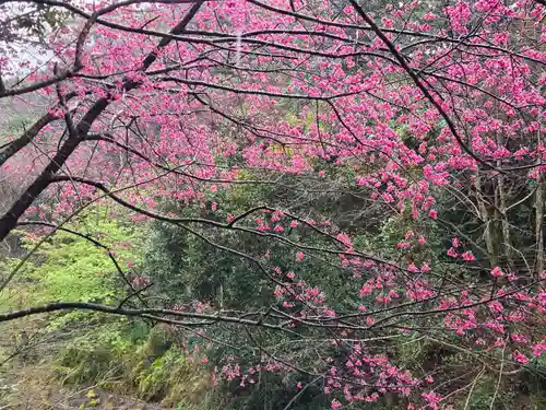 猫神社(鹿児島県)
