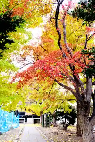 福住厳島神社の自然