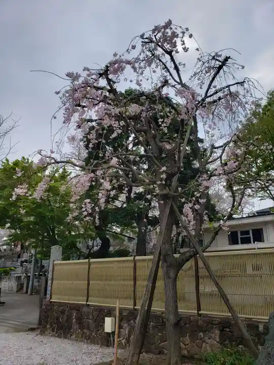 東光寺(東京都)