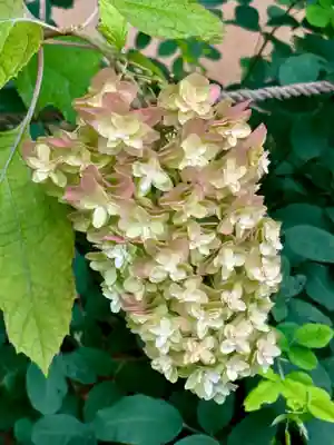 天得院(京都府)
