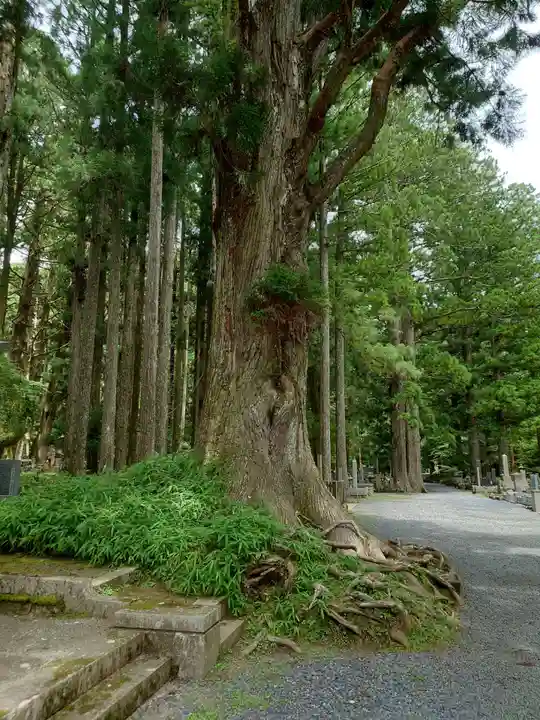 高野山金剛峯寺奥の院の自然