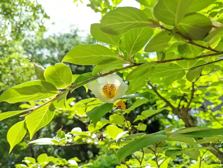 御霊神社(上御霊神社)(京都府)