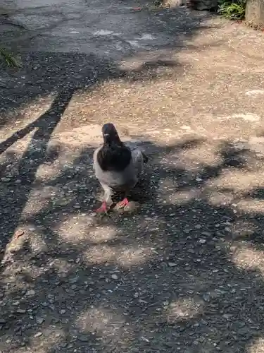 江島杉山神社(東京都)