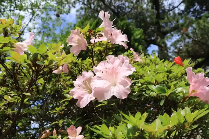 豊景神社の自然