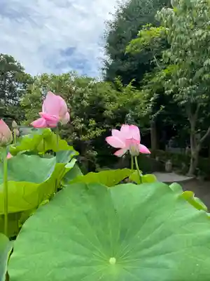 本瑞寺(神奈川県)