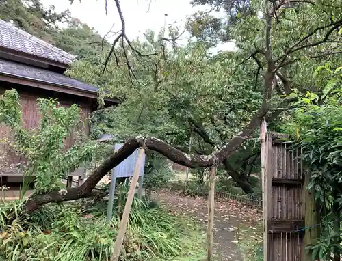 乃木神社の自然