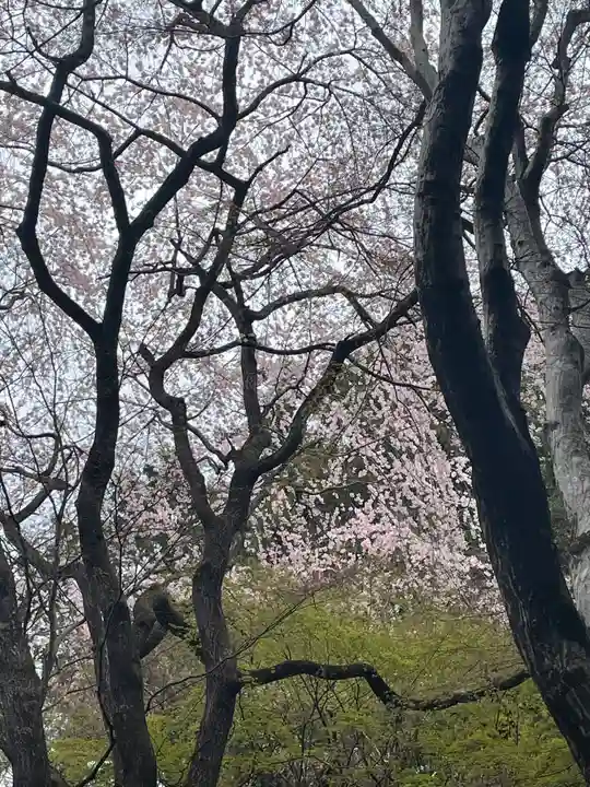 大原野神社の自然