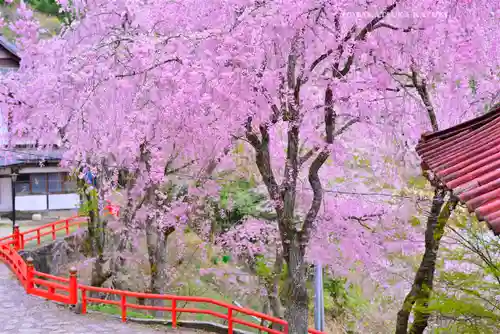 金櫻神社(山梨県)