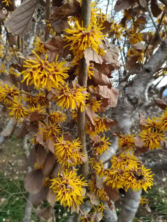 宝登山神社奥宮(埼玉県)