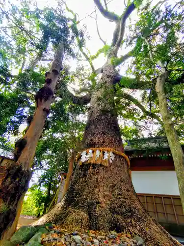 八雲神社（白塚町）の自然