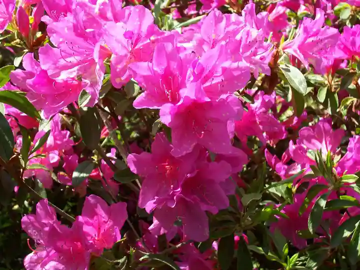 五大尊堂(長徳寺)の自然