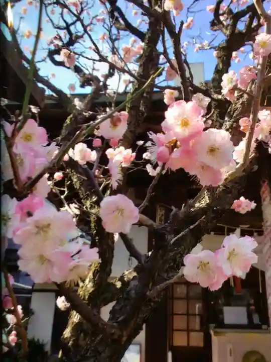 四谷於岩稲荷田宮神社(東京都)