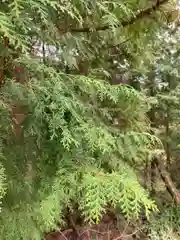 河上神社(兵庫県)