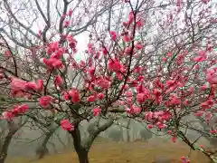 石稲荷神社の自然