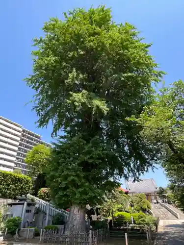 東福寺(東京都)