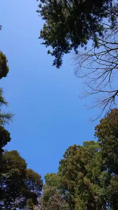 間々田八幡宮の自然