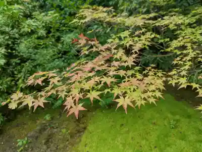 光悦寺(京都府)