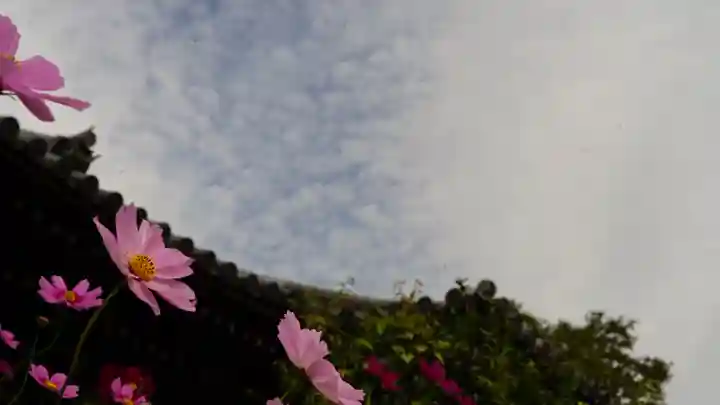 般若寺 ❁コスモス寺❁(奈良県)