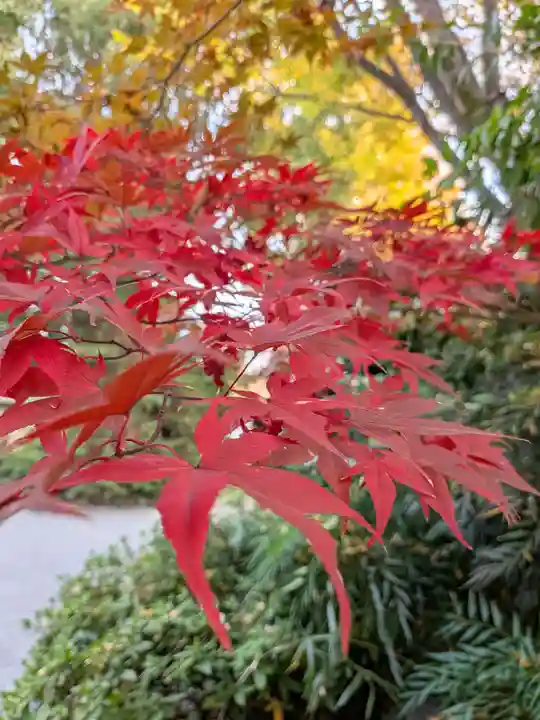 阿佐ヶ谷神明宮(東京都)
