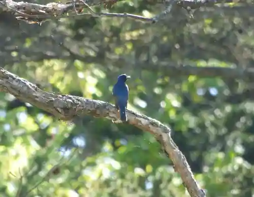 留辺蘂神社の動物