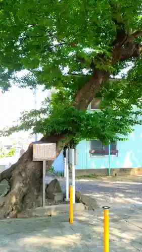 田光八幡社の自然