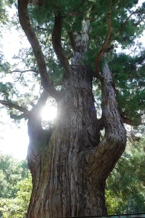 若狭姫神社(若狭彦神社下社)の自然