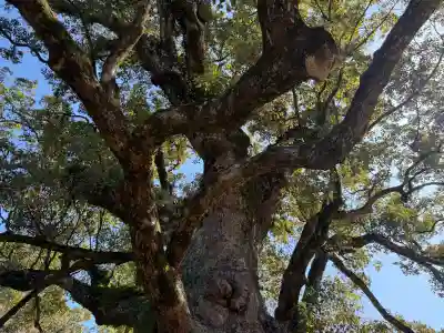 蒲生八幡神社の{uncategorized: "未分類", other: "その他", undefined: "問題あり", building: "その他建物", grave: "お墓", sacred_gate: "鳥居", guardian: "狛犬", statue: "像", buddha: "仏像", history: "歴史", nature: "自然", garden: "庭園", animal: "動物", pagoda: "塔", temizu: "手水舎", mountain_gate: "山門・神門", sanctuary: "本殿・本堂", subordinate: "末社・摂社", art: "芸術", scenery: "景色", jizo: "地蔵", ema: "絵馬", goshuin: "御朱印", omikuji: "おみくじ", items: "授与品その他", amulet: "お守り", goshuincho: "御朱印帳", eats: "食事", festival: "お祭り", votive_dance: "神楽", shichigosan: "七五三参", wedding: "結婚式", experience: "体験その他", initially: "初詣", around: "周辺", anti_infection: "感染症対策"}