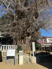 鶴嶺八幡宮(神奈川県)