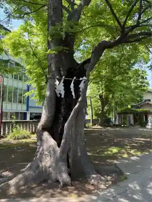 戸部杉山神社(神奈川県)