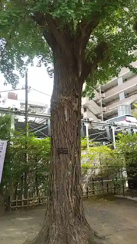 浅間神社(東京都)