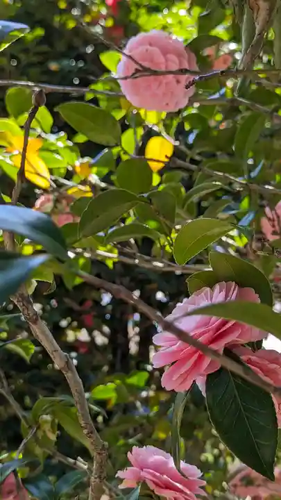 法金剛院(京都府)