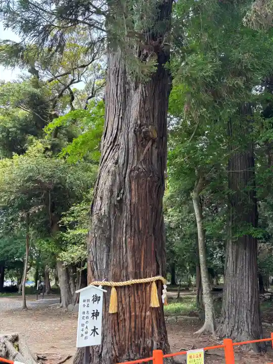 息栖神社の{uncategorized: "未分類", other: "その他", undefined: "問題あり", building: "その他建物", grave: "お墓", sacred_gate: "鳥居", guardian: "狛犬", statue: "像", buddha: "仏像", history: "歴史", nature: "自然", garden: "庭園", animal: "動物", pagoda: "塔", temizu: "手水舎", mountain_gate: "山門・神門", sanctuary: "本殿・本堂", subordinate: "末社・摂社", art: "芸術", scenery: "景色", jizo: "地蔵", ema: "絵馬", goshuin: "御朱印", omikuji: "おみくじ", items: "授与品その他", amulet: "お守り", goshuincho: "御朱印帳", eats: "食事", festival: "お祭り", votive_dance: "神楽", shichigosan: "七五三参", wedding: "結婚式", experience: "体験その他", initially: "初詣", around: "周辺", anti_infection: "感染症対策"}