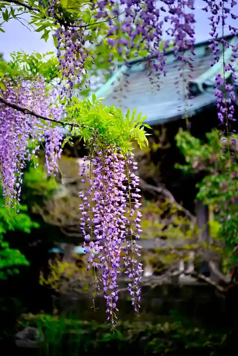 西新井大師総持寺(東京都)