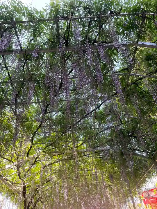 足利織姫神社(栃木県)
