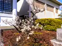 八幡社(大古根八幡社)の自然