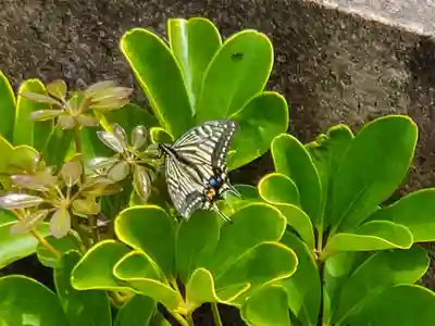 大物主神社の動物